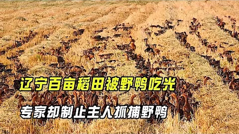 遼寧百畝稻田被野鴨吃光，主人找來專人捕殺，不料卻遭到專家製止【趣普聞新】 - 天天要聞