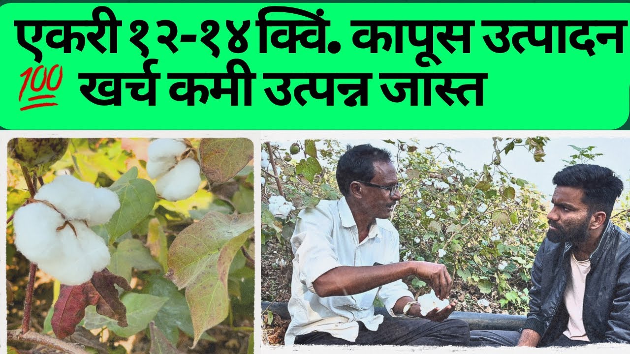 एकच मंत्र SRT तंत्र | यशस्वी- कापूस लागवड | एकरी १२-१४ क्विंटल उत्पादन| डॉ. उमेष पोहदरे कापुस शेती