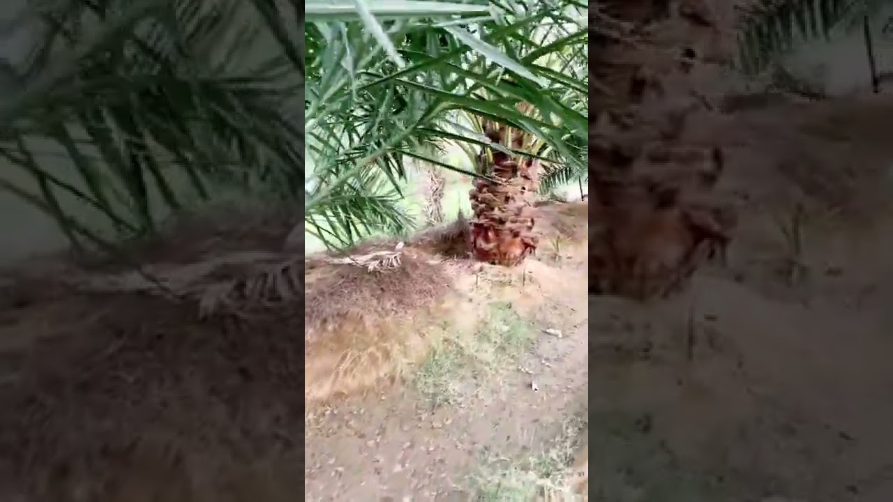 عين الجابرية بينبع النخل.