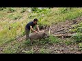 Care and training wild boar, Survival Instinct, Wilderness Alone (ep138)