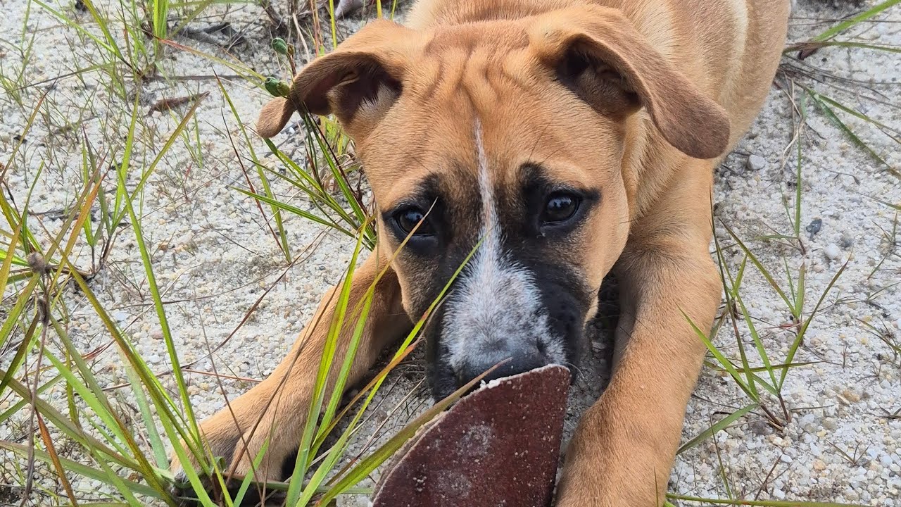 Belize Construction Chronicles 10/23/25 