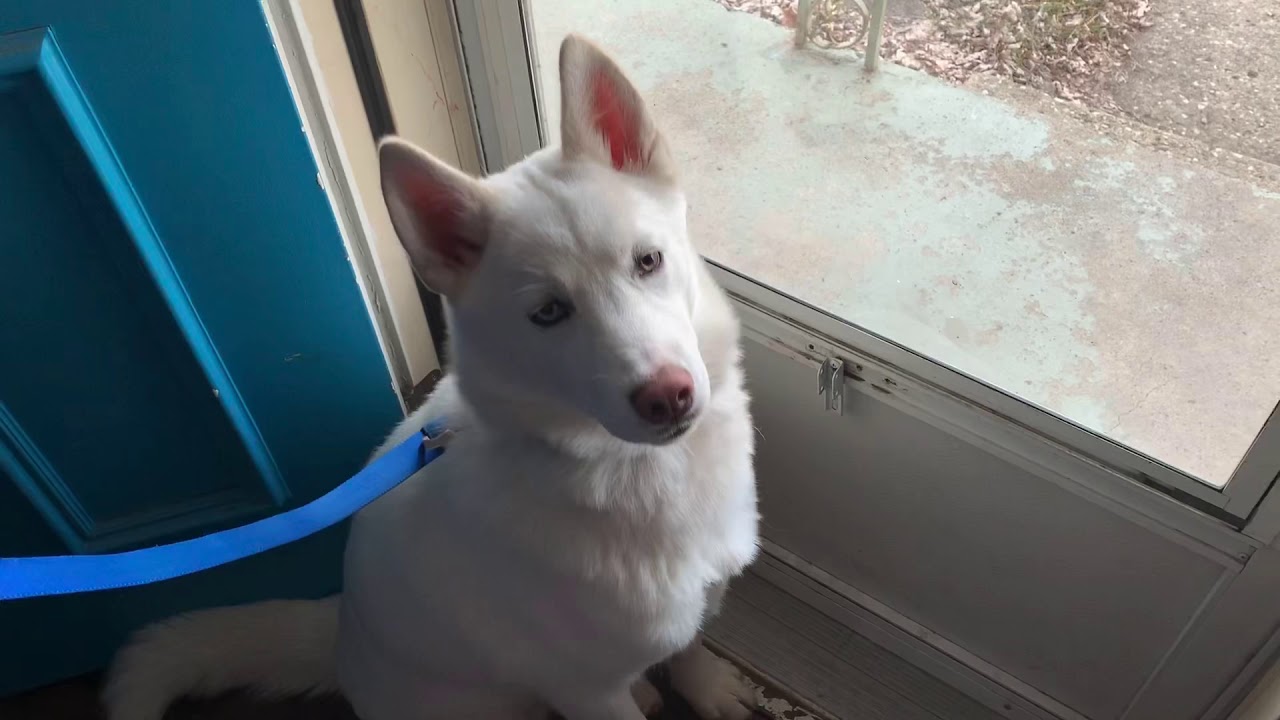 Boring Saturday; Walking Casper the Husky Vlog YouTube