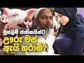 මුස්ලිම් ජාතිකයින් ඌරු මස් නොකන හේතුව | Why Do Muslims Not Eat Pork