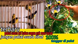 Mikat Burung sogon yg susah turun! putar suara ini dan lihat hasilnya#suarapikatampuh