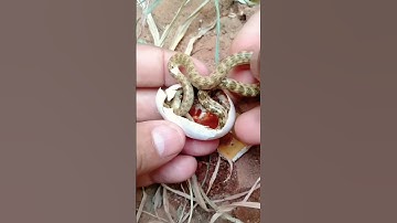 Mở trứng rắn Độc không nên làm theo