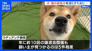 「奇跡に近い」犬・猫の殺処分が3年連続過去最少の静岡県　保護活動を担うボランティア団体の奮闘【現場から、】