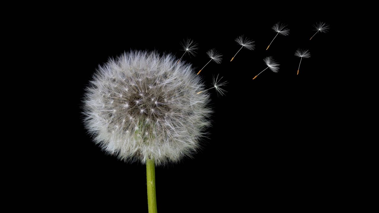 US-CA Weekly Retreat|270|Dhamma Talk|Most Ven Dhammajiva & Ven H Dhamma Kusala Thero|2025-10-30