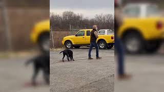 Celebrity Dolly’s compilation Videos || LoveDogs || BlackLabradorRetriever Profile