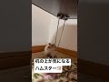 ポールダンスをするハムスター