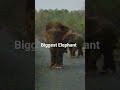 Biggest elephant #nuapatna #nature #jungle #animals #elephant #elephants #love