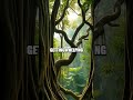 The Living Umbrella: The Unique Relationship Between Trees and Epiphytes