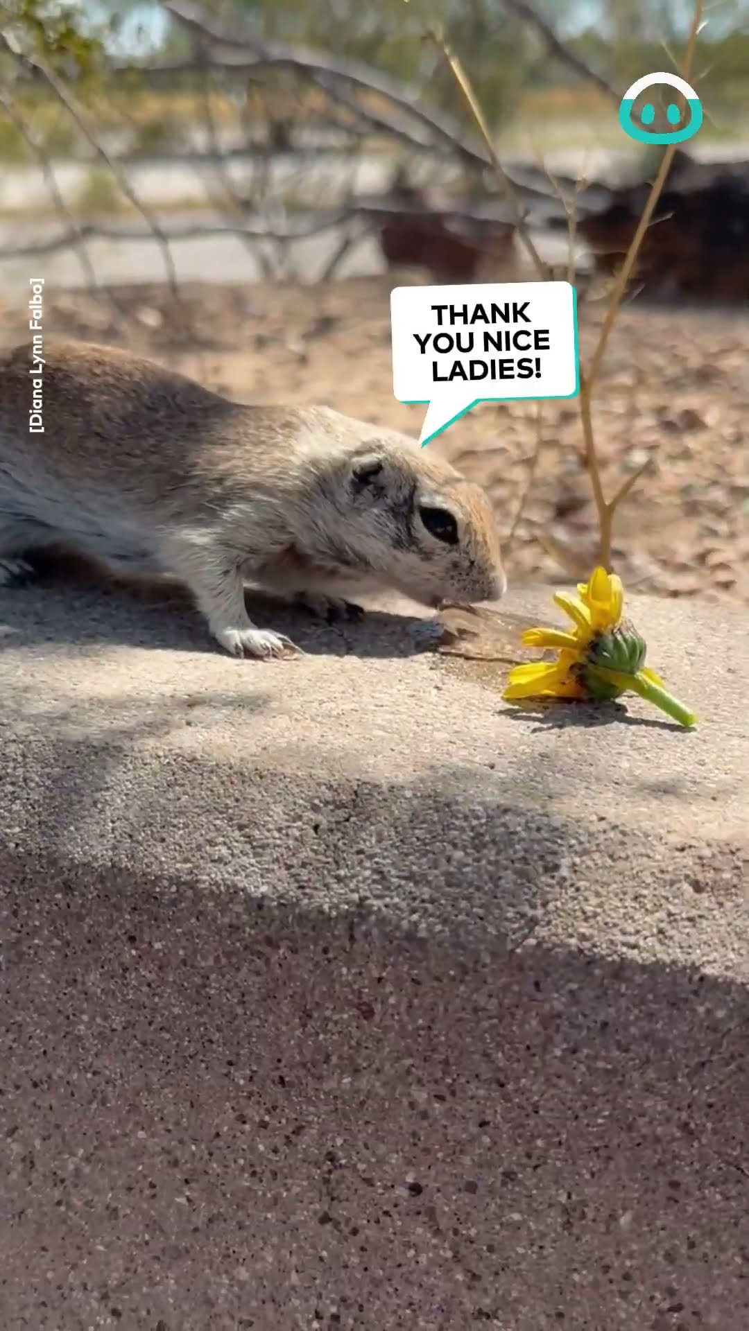 Thirsty Chipmunk Comes To Say Hi || ViralHog