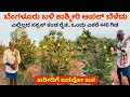 1  20       kashmiri apple farming in karnataka kannada