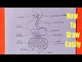 How to draw diagram of human digestive system easily - step by step