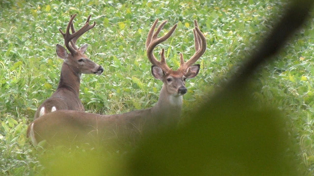 2021 Opening Weekend of Whitetail Bow Hunting in Kentucky YouTube