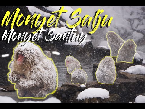 JIGOKUDANI SNOW MONKEY PARK | PETUALANGAN KE BUKIT MONYET SALJU, MONYET SANTUY | JAPAN TRIP VLOG #13