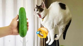 😍😸 Try Not To Laugh Dogs And Cats 😹🐱 Funny And Cute Animal Videos 2024 # 13