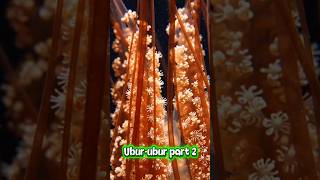 Rahasia Senjata Mematikan Ubur-ubur | Part 2
