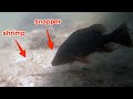 Incredible underwater mangrove snapper behavior