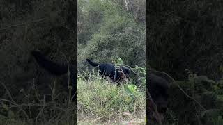 #rottweiler #youtubeshorts #shortsfeed #dog #forestadventure #huntingdog