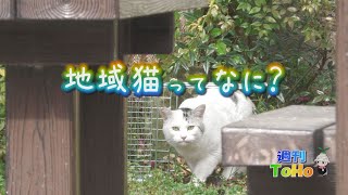 地域猫ってなに【東峰村】【東峰テレビ】