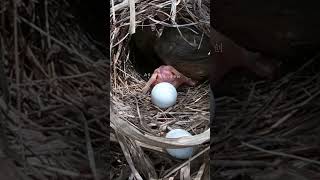 The cuckoo bird pushed out all eggs, leaving the mother bird bewildered杜鹃鸟推蛋，全都推出来了，鸟妈妈看得一脸懵 #cuckoo