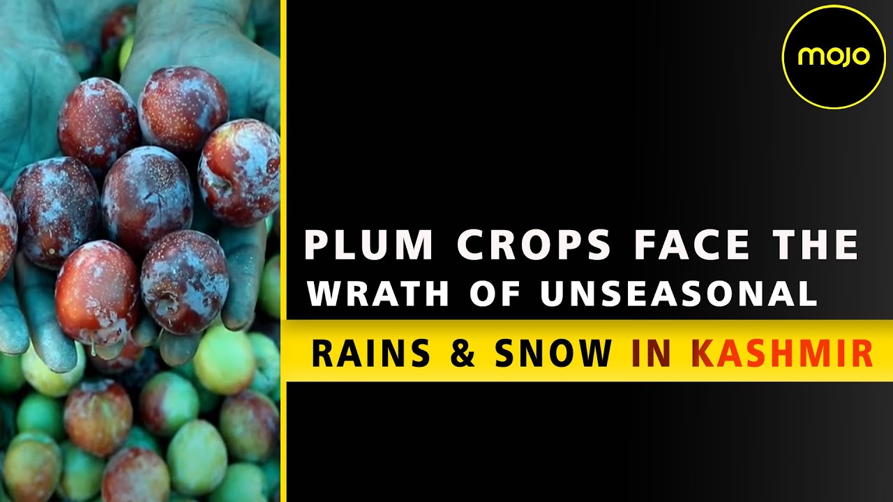 Kashmir’s Plum Crops Plummet Due To Unseasonal Rains, Snow YouTube