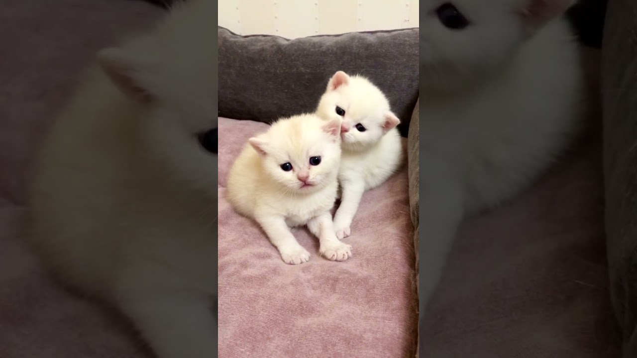 British Kittens Of Cat Kylie 21 Days Old. Британским котятам кошки Кайли 21 день.