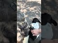 Dog park energy hits different🐾 #nycdogs #doglife #dogwalking #dogshorts #fypシ #puppy #pets #fy
