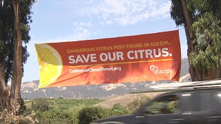 A little bug could be a big problem for citrus growers