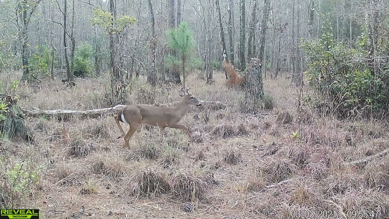Trail Camera Footage featuring a destructive raccoon, deer, bobcats, turkey and hogs