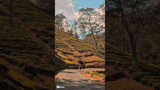        hatton nawalapitiya teaestates upcountry travelgirl