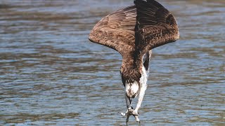 Must see!! Osprey dives off huge wall then free falls to catch big fish  Z9