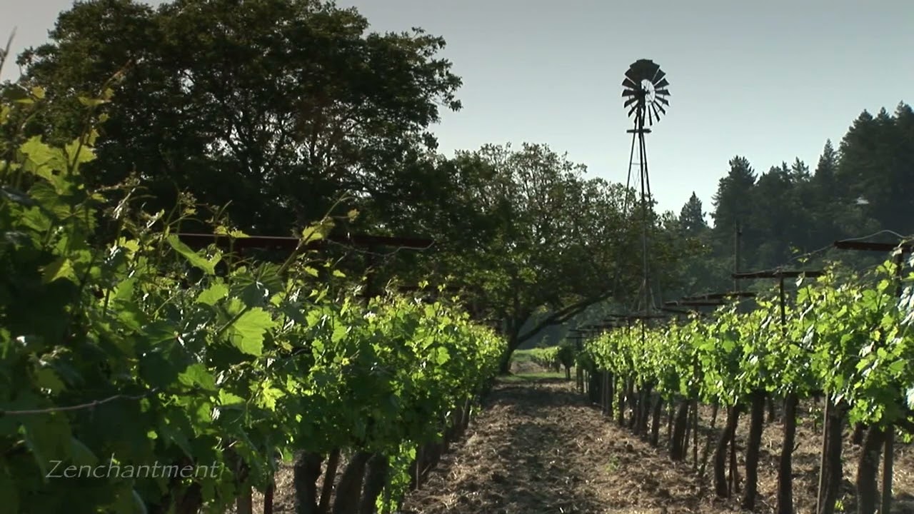 Napa Vineyard Live Stream   NFT Wine Club