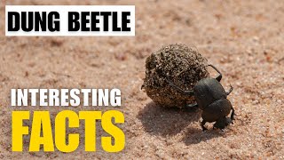What Are the Most Interesting Facts About Dung Beetle?  | Interesting Facts | The Beast World