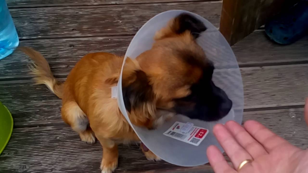 2016_06_29 - Самочувствие чихуахуа после кастрации