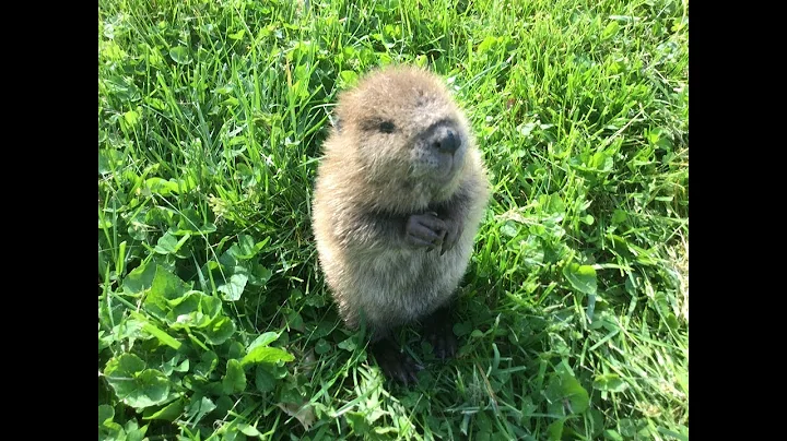 Meet Beatrice, the adorable orphan baby beaver res...