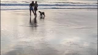 kelakuan nakal anjing di pantai😁 cium pantat turis😁