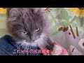 アホの子疑惑解消！