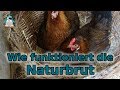 Naturbrut - wie funktioniert das? Gluckende Hühner!