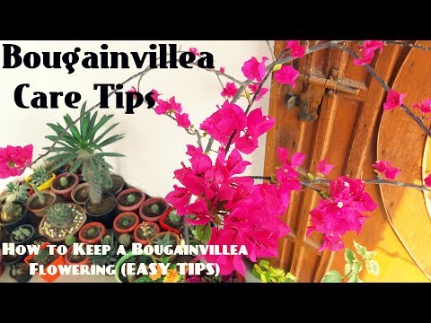 How to Keep a Bougainvillea Flowering(EASY TIPS)