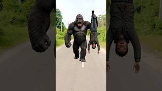 Gorilla ko pel diya 😱 #youtubeshorts #shorts #comedy #gorilla #funny #shortsfeed #cutebaby