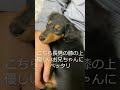 新しい家族がやってきました【カニンヘンダックス・チョコの日常】Kaninchen Dachshund #shorts