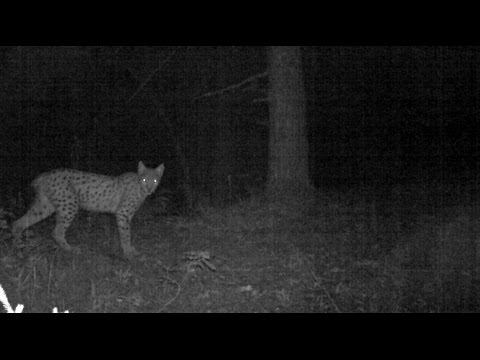 ფოცხვერი ბორჯომ-ხარაგაულის ეროვნულ პარკში | Borjomi-Kharagauli National Park