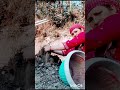 "simple village life"#villagelife#shortvideo #viralshorts #simplelife 💕💕