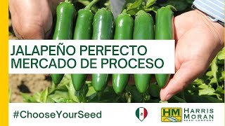 Jalapeño Unique perfecto para Mercado de Proceso #ChooseYourSeed | HM.CLAUSE