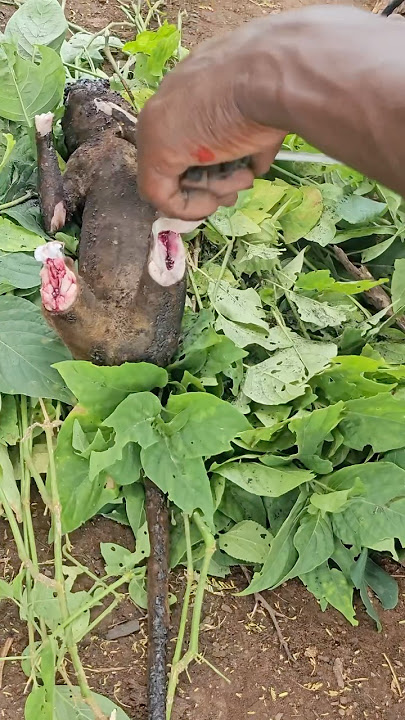 Amazing😍 see how hadzabe hunt and cook Monkeys #tradition #bushcraft