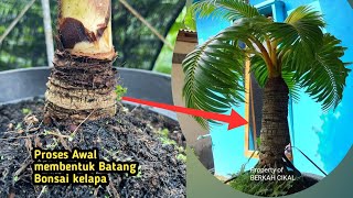 AWALAN MEMBENTUK BONGGOL BONSAI KELAPA AGAR BERKARAKTER | coconut bonsai