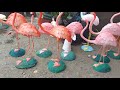 How to Make Flamingo Made of Cement (DIY)