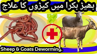 Worms in Sheep & Goats. Deworming of Goats and Sheeps. Cure & Treatment of Parasites of Goat & Sheep